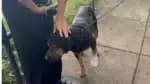Cachorro baleado e &#8220;jurado de morte&#8221; é resgatado no RJ após socorro urgente