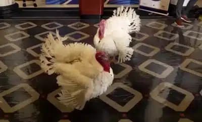 Imagem do post de destaque